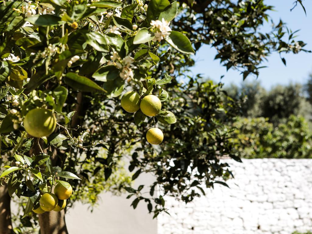 La Collina Degli Ulivi Διαμέρισμα Φαζάνο Εξωτερικό φωτογραφία
