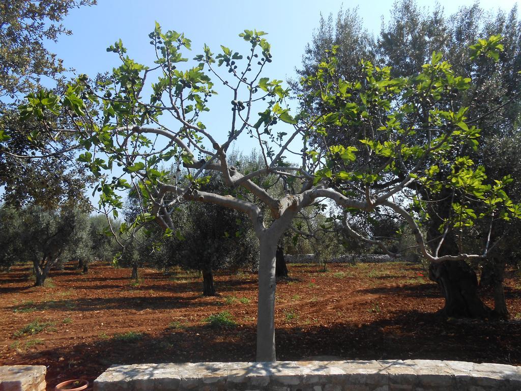 La Collina Degli Ulivi Διαμέρισμα Φαζάνο Εξωτερικό φωτογραφία