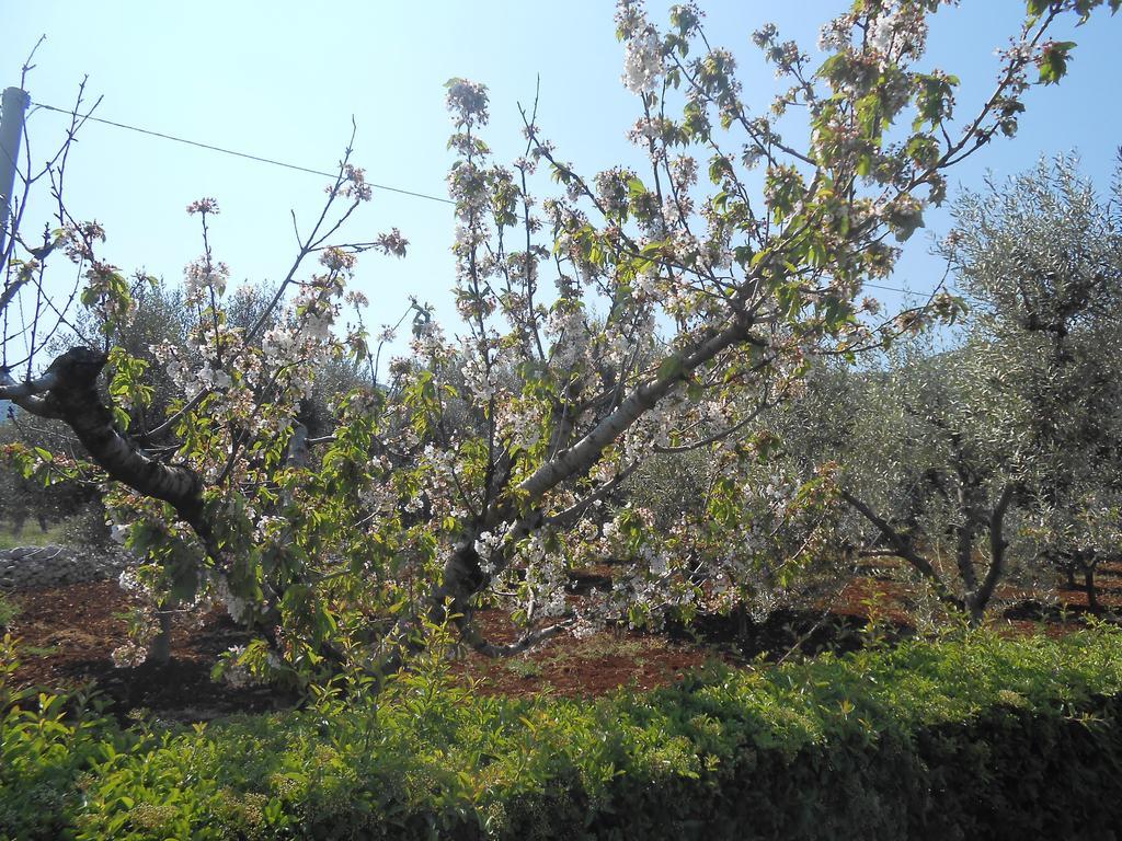 La Collina Degli Ulivi Διαμέρισμα Φαζάνο Εξωτερικό φωτογραφία