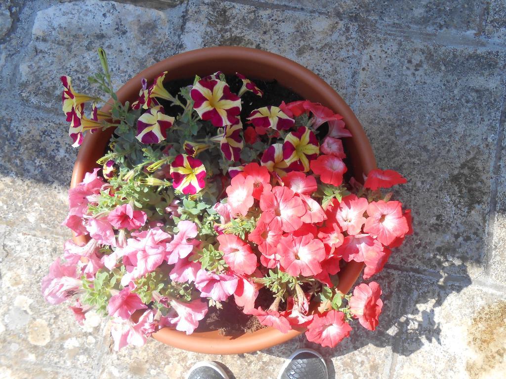 La Collina Degli Ulivi Διαμέρισμα Φαζάνο Εξωτερικό φωτογραφία